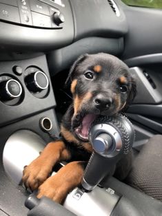 a black and brown dog sitting in the driver's seat of a car holding a remote control