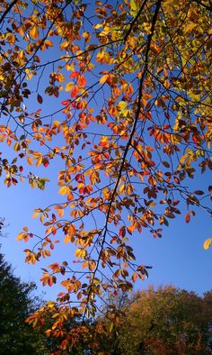 the leaves on this tree are changing colors in the fall season, while the sky is blue