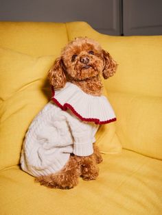 Chip Regenerative Wool Dog Sweater Crochet Dog Sweater Free Pattern, Sweater Free Pattern, Cute Dog Clothes, Crochet Dog Sweater, White Knit Sweater