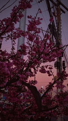 pink flowers are blooming on the tree in front of an electric pole and power lines