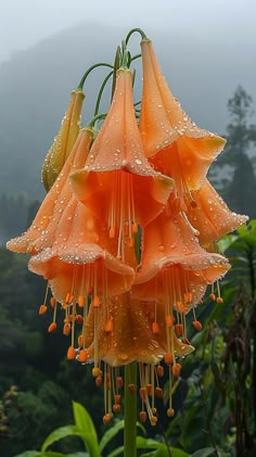 an orange flower with rain drops hanging from it's petals in the foreground