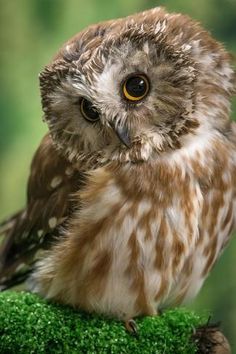 an owl sitting on top of green moss