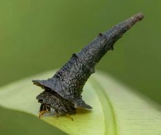 a bug crawling on top of a green leaf