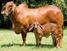 an adult and baby cow standing in the grass