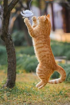 an orange and white cat playing with a feather toy in the grass next to a tree