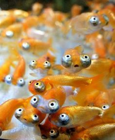 many orange fish with googly eyes on them