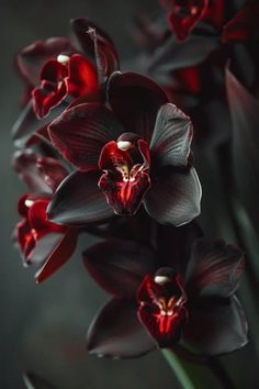 red and black flowers are in bloom on a dark background, with the petals still open