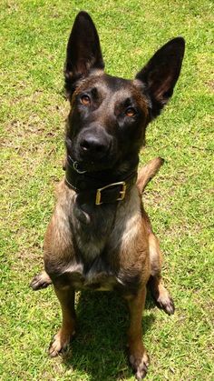 a brown and black dog sitting on top of a green grass covered field with it's head turned to the side