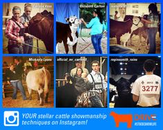 several pictures of people and animals at an animal show, with the caption your stellar cattle showwasher techniques on instagram