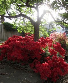 red flowers are blooming in the garden next to a fence and trees with houses in the background