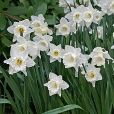 white daffodils are blooming in the garden