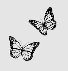 two black and white butterflies flying in the sky