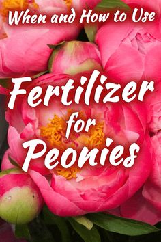 pink flowers with the words, when and how to use fertilizer for peonies