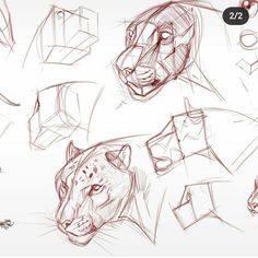 several sketches of different animals and their faces