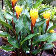 a potted plant with yellow flowers and green leaves in the rain on a wooden deck