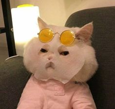 a white cat wearing yellow sunglasses on top of it's head in a pink shirt