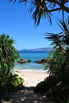 a path leading to the beach through tropical vegetation