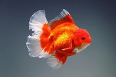 an orange and white fish swimming in the water