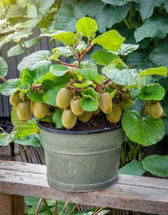 a potted plant filled with lots of green fruit sitting on top of a wooden bench