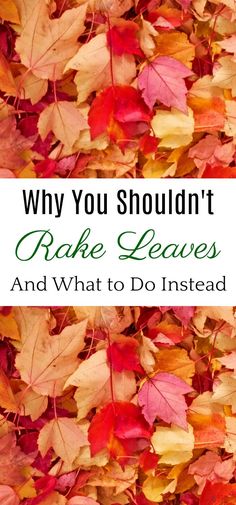 leaves with the words why you shouldn't rake leaves and what to do instead