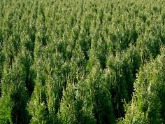 a large field full of tall green plants in the middle of it's growth