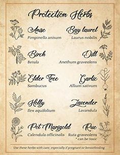 Prosperity Herbs, Candle Color Meanings Magic, Protection Herbs, Spell Ingredients, Candle Color Meanings, Green Witchcraft, Protection Spell, Magic Herbs, Magical Herbs