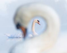 two white swans are swimming in the water