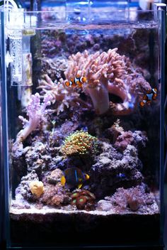 an aquarium filled with lots of different types of corals and sea creatures in it