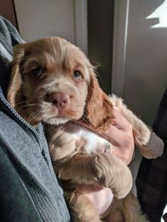 a person holding a puppy in their arms