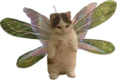 a cat is standing on its hind legs and wings