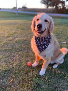 a dog sitting on the grass with a bandana around its neck and ball in it's mouth