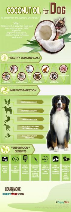 the benefits of coconut oil for dogs and cats info sheet with information on how to use it