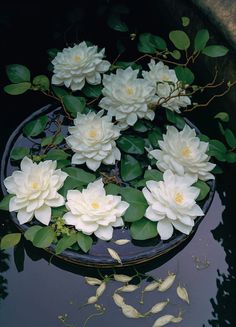 white flowers floating on top of water in a pond