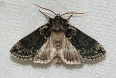 a close up of a moth on a white surface