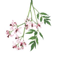 pink flowers and green leaves on a white background, watercolor drawing or ink painting