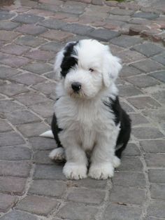 a small black and white dog sitting on top of a brick road