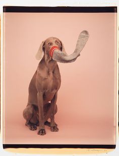 a dog with a sock in its mouth and an elephant's tail sticking out