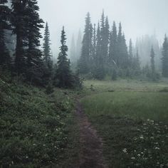 a dirt path in the middle of a grassy area with trees on both sides and foggy sky above