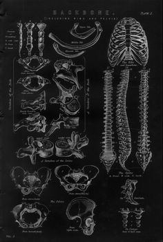 an old black and white diagram of the human skeleton