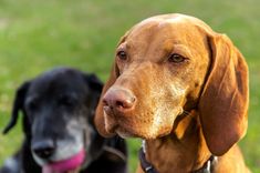 two dogs standing next to each other on top of a grass covered field and one is looking at the camera