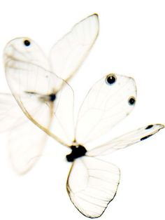 two white butterflies flying in the air with their wings spread out and one is black and white