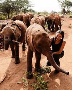 a woman kneeling down next to a herd of elephants