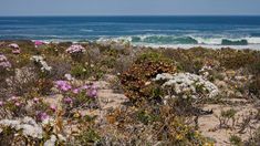 wildflowers and other plants on the beach with waves in the background