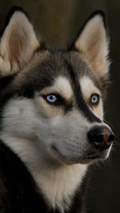 a close up of a dog with blue eyes