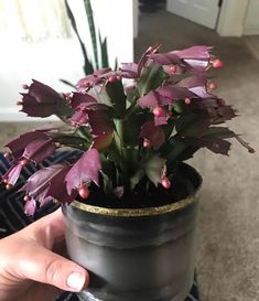 a person holding a potted plant with purple flowers in it's center, on a carpeted floor