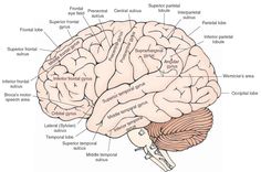 an image of the human brain with labels on each side and labeled parts labelled below