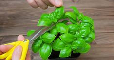 someone is cutting up the leaves of a plant with scissors on a table next to a potted basil