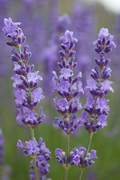 lavender flowers are blooming in the field