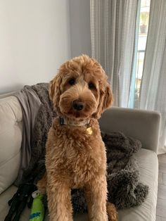 a brown dog sitting on top of a couch