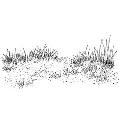 an ink drawing of grass and sand